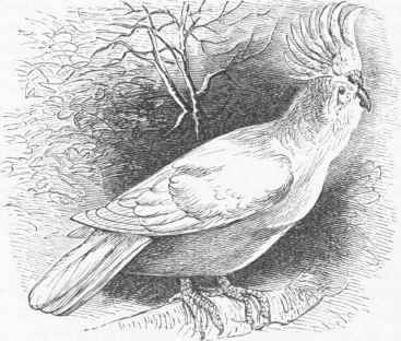 Tricolor crested Cockatoo (Cacatua Leadbeatcri).