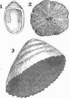 Univalves. 1. Navicella. 2. Umbrella. 3. Patella.
