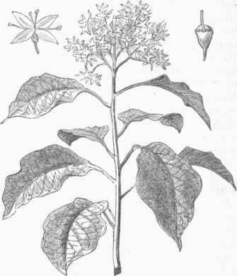 Altemate leaved Dogwood (Cornus alternifolia).