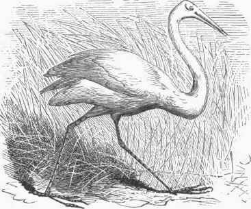 American Crane (Grus Americanus).