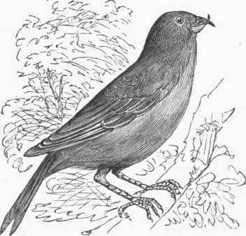 American Crossbill (Curvirostrata Americana).