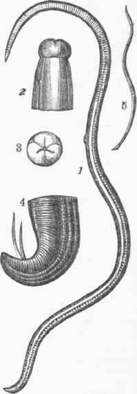 Ascaris lumbricoides.