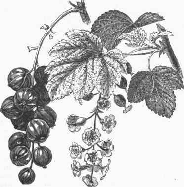 Bed Currant.