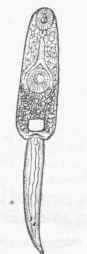 Cercaria of Distoma hepaticum.