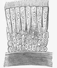 Ciliated Columnar Epithelium.