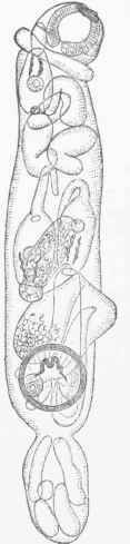 Ciliated Embryo of Distoma.