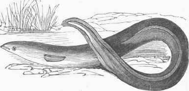 Common Eel (Anguilla vulgaris).