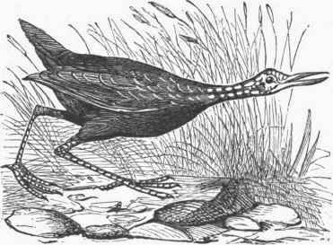 Courlan (Aramus scolopaceus).