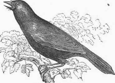 Cow Bird (Molothrus pecoris).