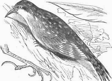 Creeper, with Claw and Tail Feather.