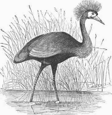Crowned Crane (Balearica pavonina).