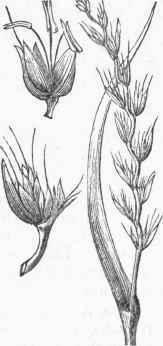 Darnel (Lollum temu lentum).