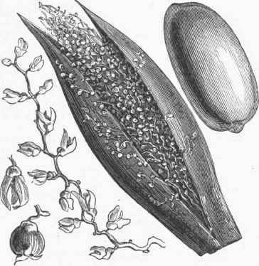 Date   Spathe, Flowers and Fruit.