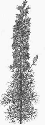Delphinium ajacis.