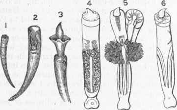 Dentalium Or Tooth Shell 06003