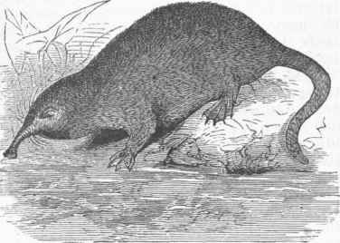 Desman (Mygale Pyrenaica).