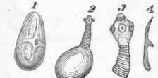 Development of a Cyst.