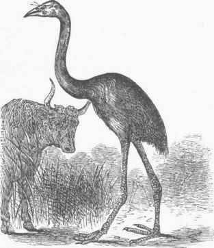 Dinorni3 giganteus.