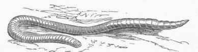 Earth Worm (Lumbricus terrestris).