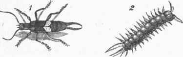 Earwig.   1. Forficula. 2. Lithobius.