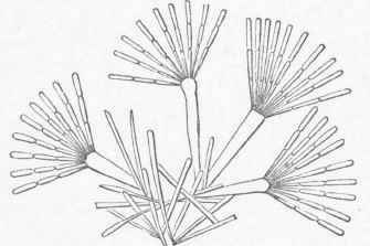 Echinella flabellata, a fan like marine diatom.