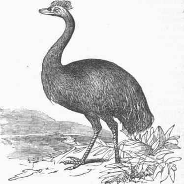 Emu (Dromaius Novae Hollandiae).