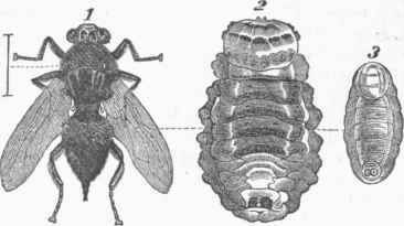 Epizoa 0600553