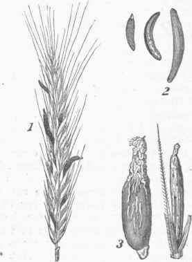 Ergot 0600560
