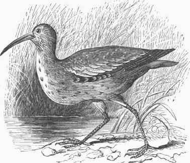 Esquimaux Curlew (Numenius borealis).