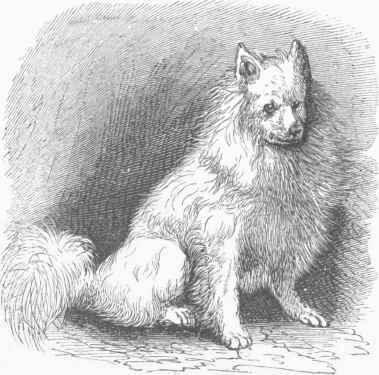 Esquimaux Dog.