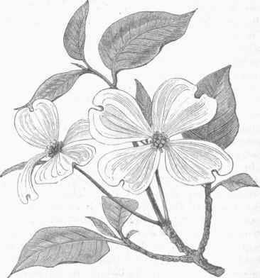 Flowering Dogwood (Cornus florida).
