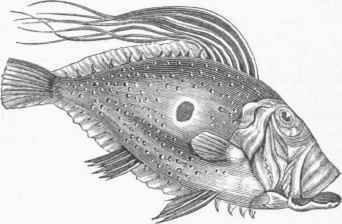 John Dory (Zeus fabor).
