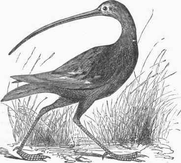 Long billed Curlew (Numenius longirostris).