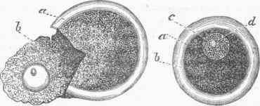 Mammalian Egg, highly magnified