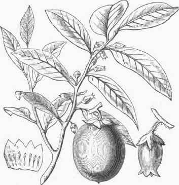 Persimmon (Diospyros Virginiana).