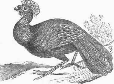 Red Curassow (Crax rubra).