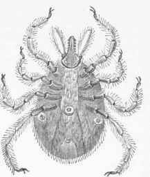 Red Mite (Leptus autumnalis).
