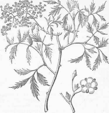 Sambucus laciniata.