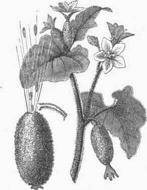 Squirting Cucumber (Momordica elaterium).