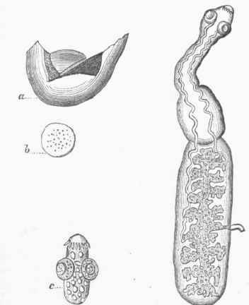 Taenia echinococcus. a. Cyst, opened, b. Collection of Vesicles or Scolices. c. Single Scolex greatly magnified.