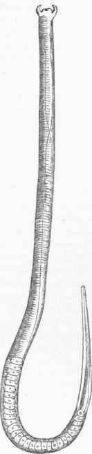 Trichina spiralis.