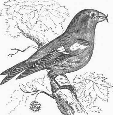 White winged Crossbill (Curvirostrata leucoptera).