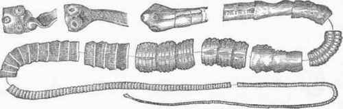 aenia solium, with different Views of the Head.