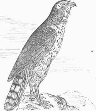American Goshawk (Astur atricapillus).
