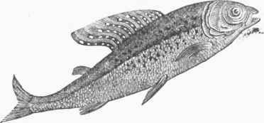 Back's Grayling (Thymallus signifer).