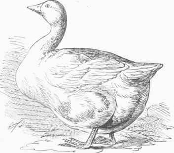 Bremen Goose.