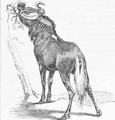 Brindled Gnu (Catoblepas gorgon).
