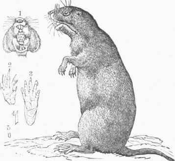California Gopher (Thomomys bulbivorus).
