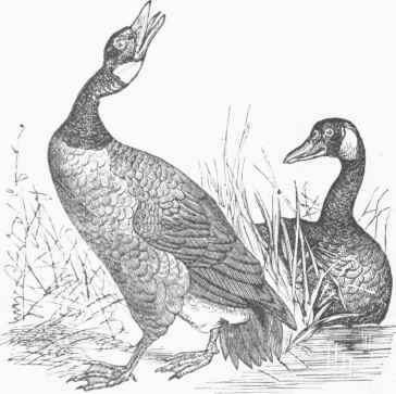 Canada Goose (Bernicla Canadensis).