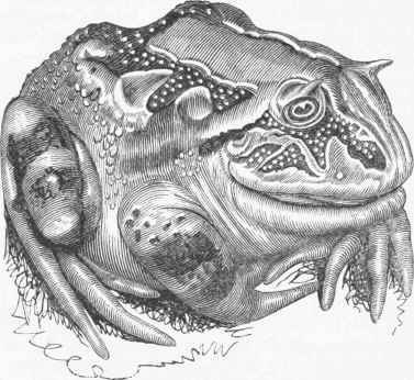 Ceratophrys cornuta.